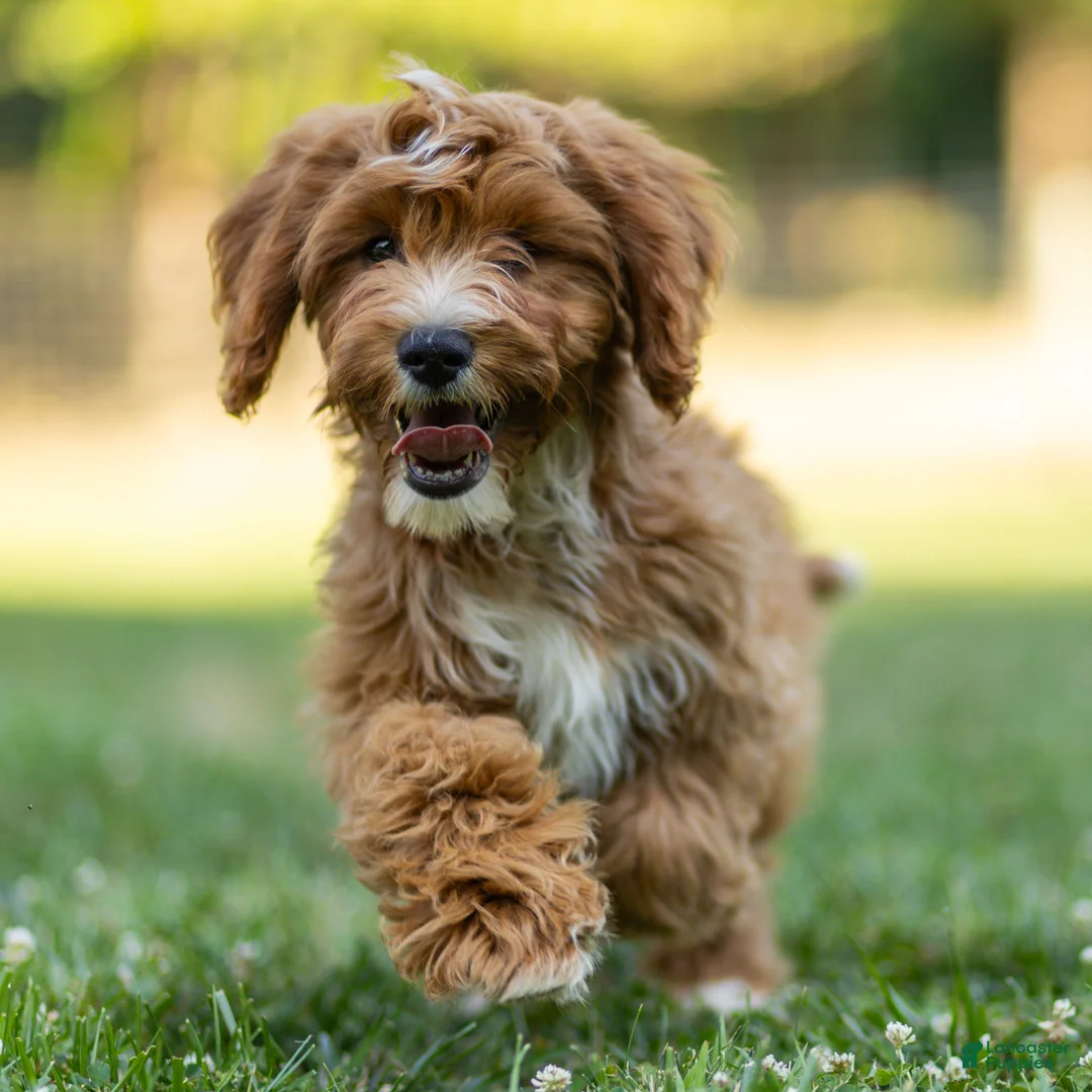 Cavapoo dogs for sale: Happy Cavapoo  - Ad 2