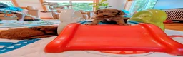 Goldendoodle dogs for sale: Rose - Ad 8