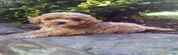 Toy Poodle dogs for sale: Calette - Ad 6