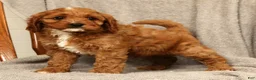 Cavapoo dogs for sale: Benny - Ad 5