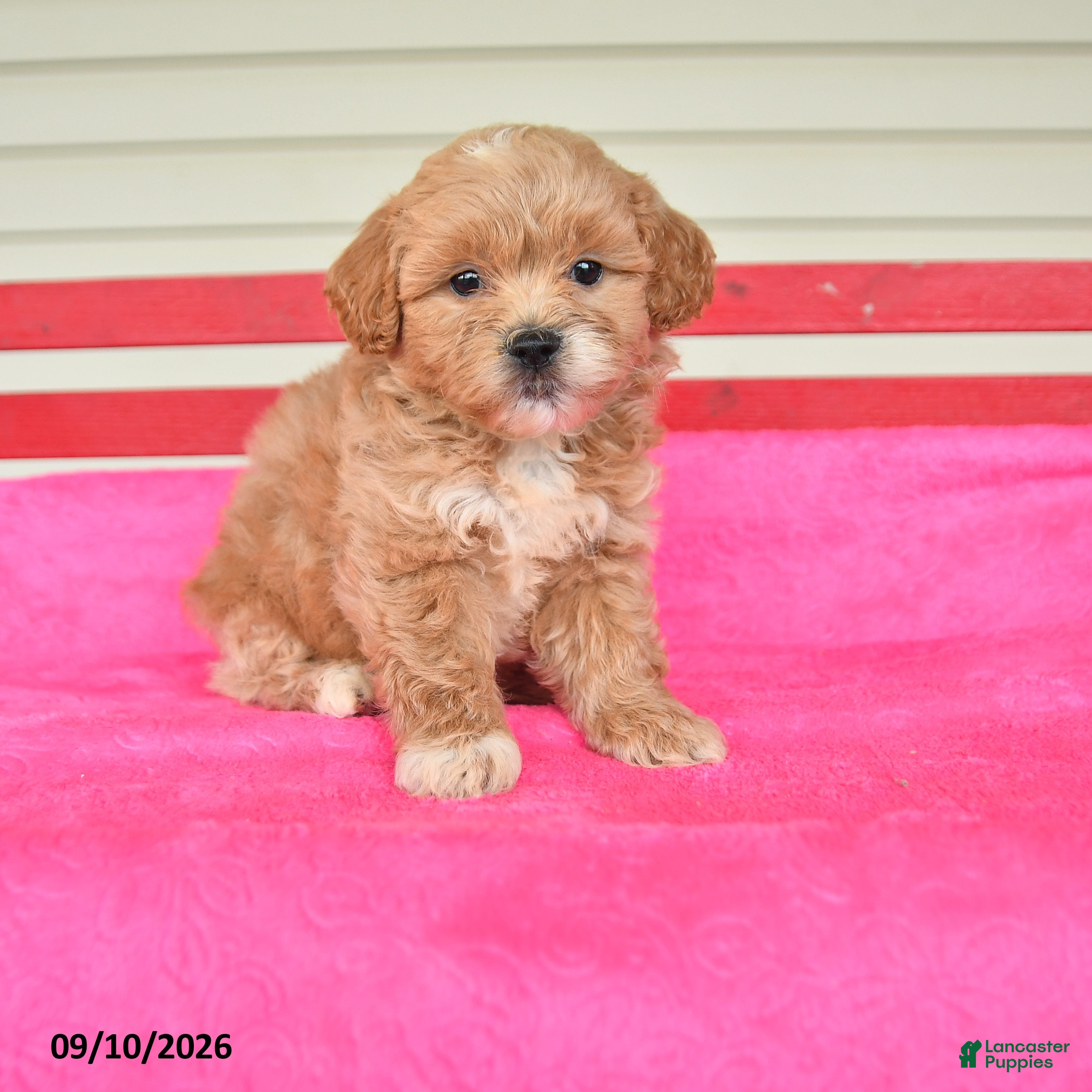Shihpoo dogs Ryan - Ad 1
