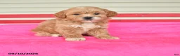 Shihpoo dogs for sale: Ryan - Ad 1