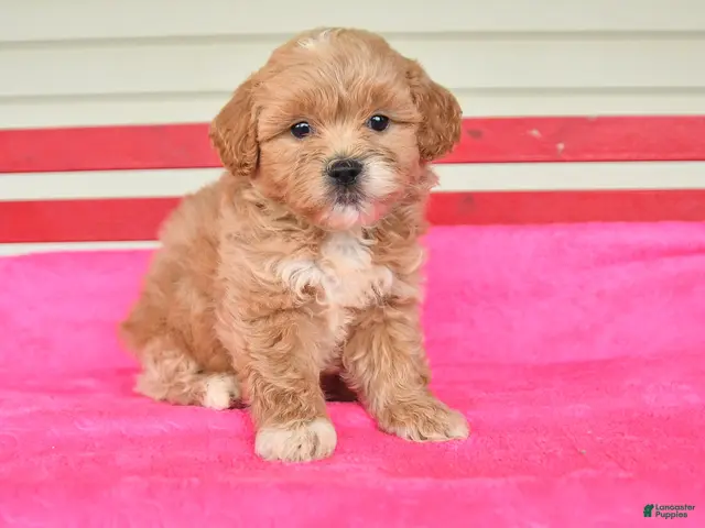Shihpoo dogs Ryan - Ad 1