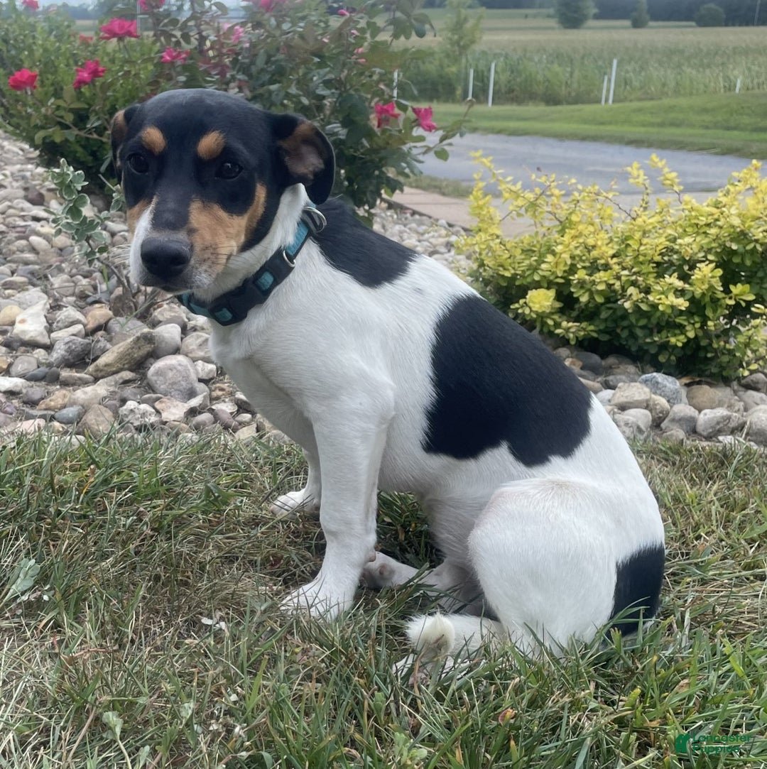 Rat Terrier dogs for sale: Bella - Image 2