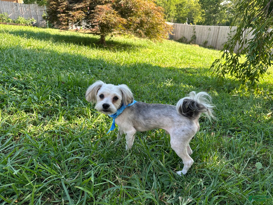 Yorkiepoo dogs for sale: Gilbert - Ad 1