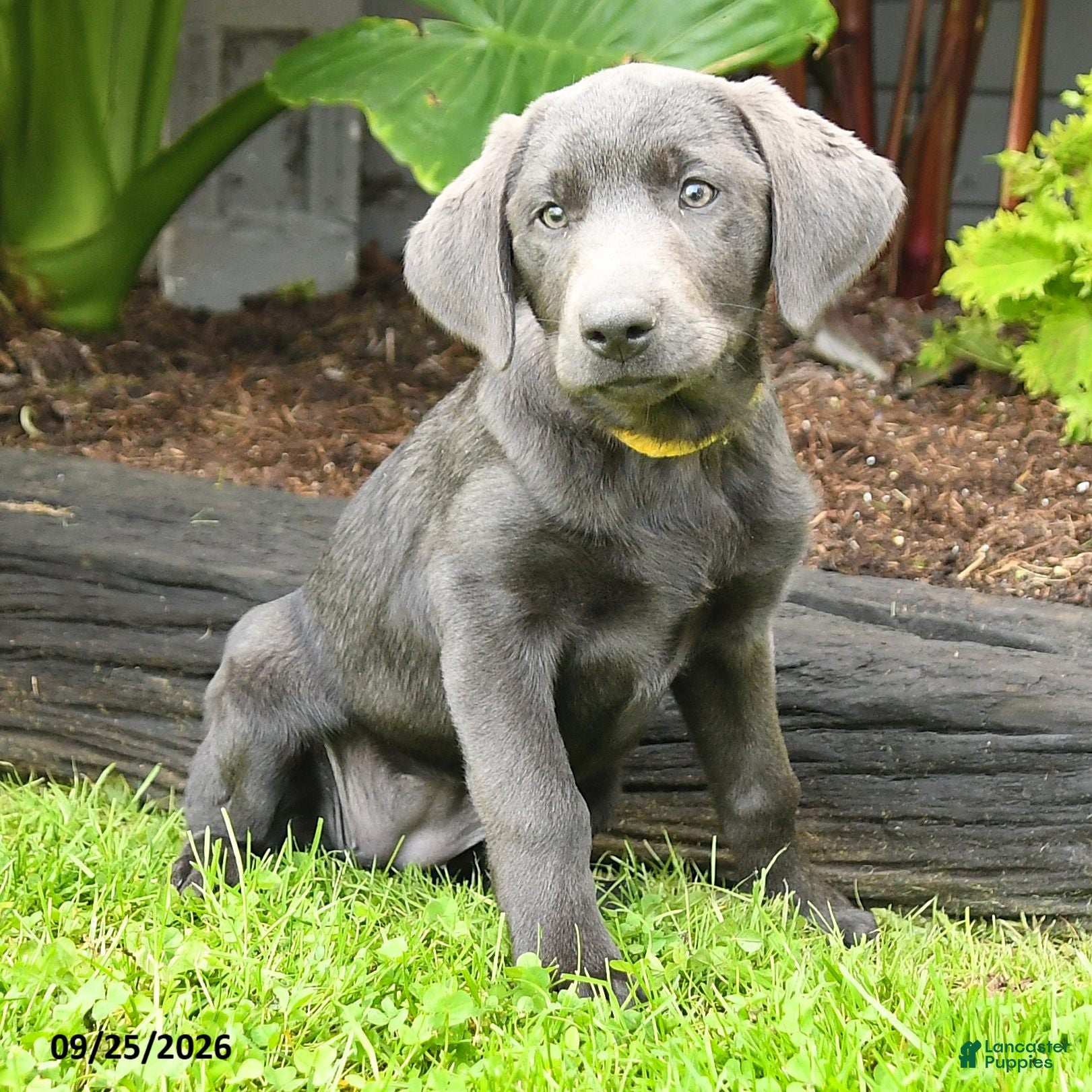 Labrador Retriever dogs Haven - Ad 1