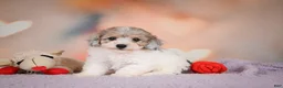 Maltipoo dogs for sale: Jasper - Ad 4