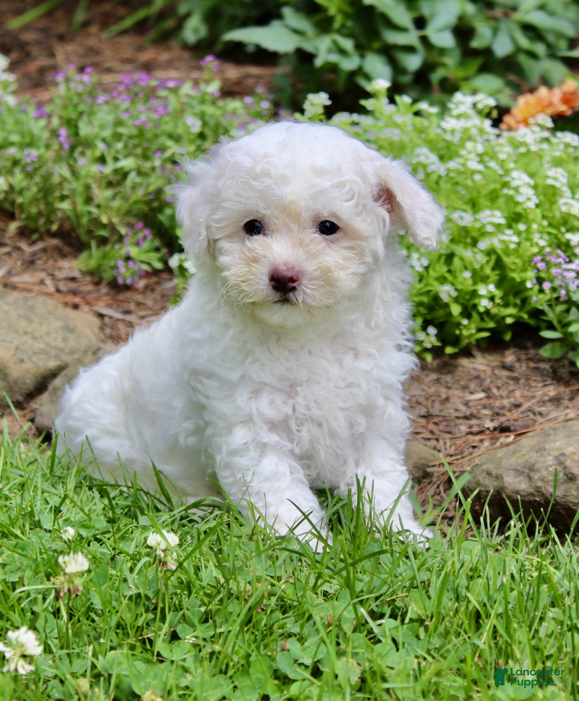 Bichpoo dogs Loki - Ad 2