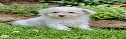 Bichpoo dogs for sale: Loki - Ad 2