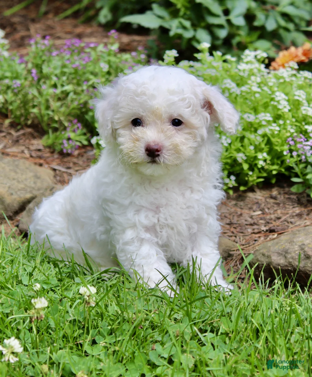 Bichpoo dogs for sale: Loki - Ad 2