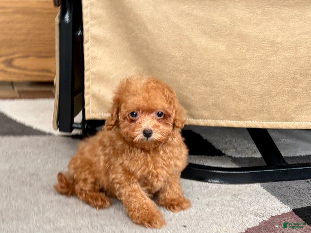 Maltipoo dogs for sale: Red Honey  - Ad 4