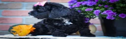 Cavapoo dogs for sale: BELLA - Ad 4