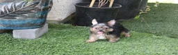 Yorkshire Terrier dogs for sale: Hercules  - Ad 7