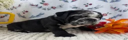 English Bulldog dogs for sale: Rocket - Ad 6