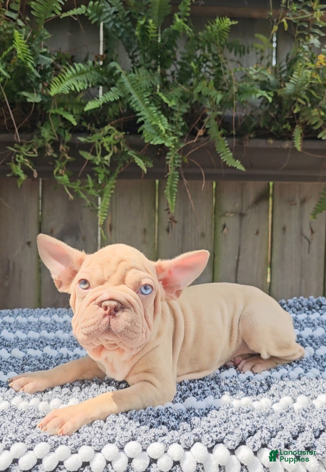 Mixed Breed dogs Izzy - Ad 34