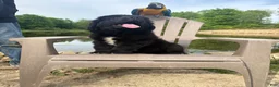 Newfoundland dogs for sale: Bae - Ad 3