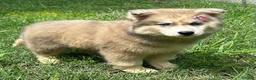 Siberian Husky dogs for sale: REYNA - Ad 16