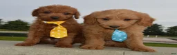 Mini Goldendoodle dogs for sale: Mini Gus - Ad 17