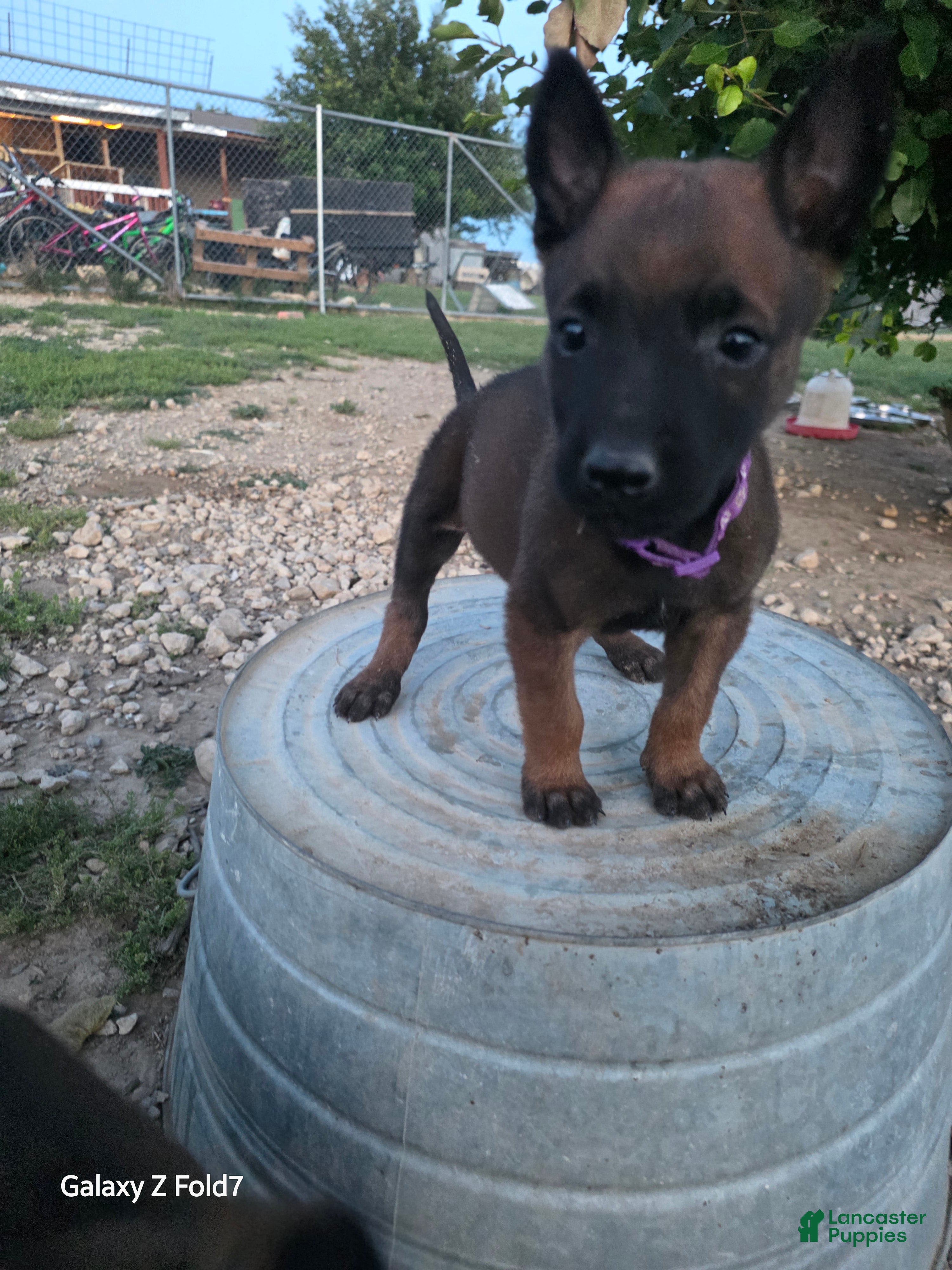 Belgian Malinois dogs Belgian Malinois Puppy 3 - Ad 24