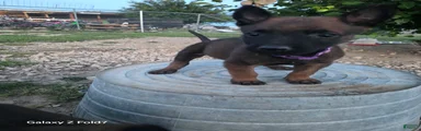 Belgian Malinois Puppy 3