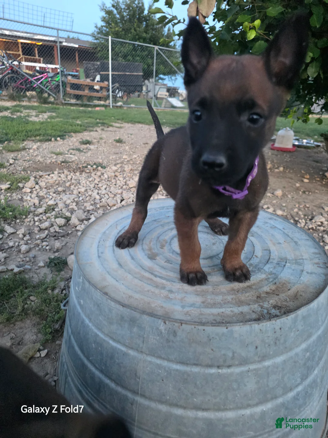 Belgian Malinois dogs for sale: Belgian Malinois Puppy 3 - Ad 1
