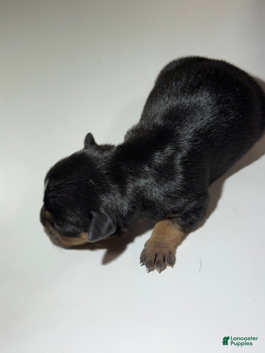 Rat Terrier dogs for sale: Carter - Ad 3