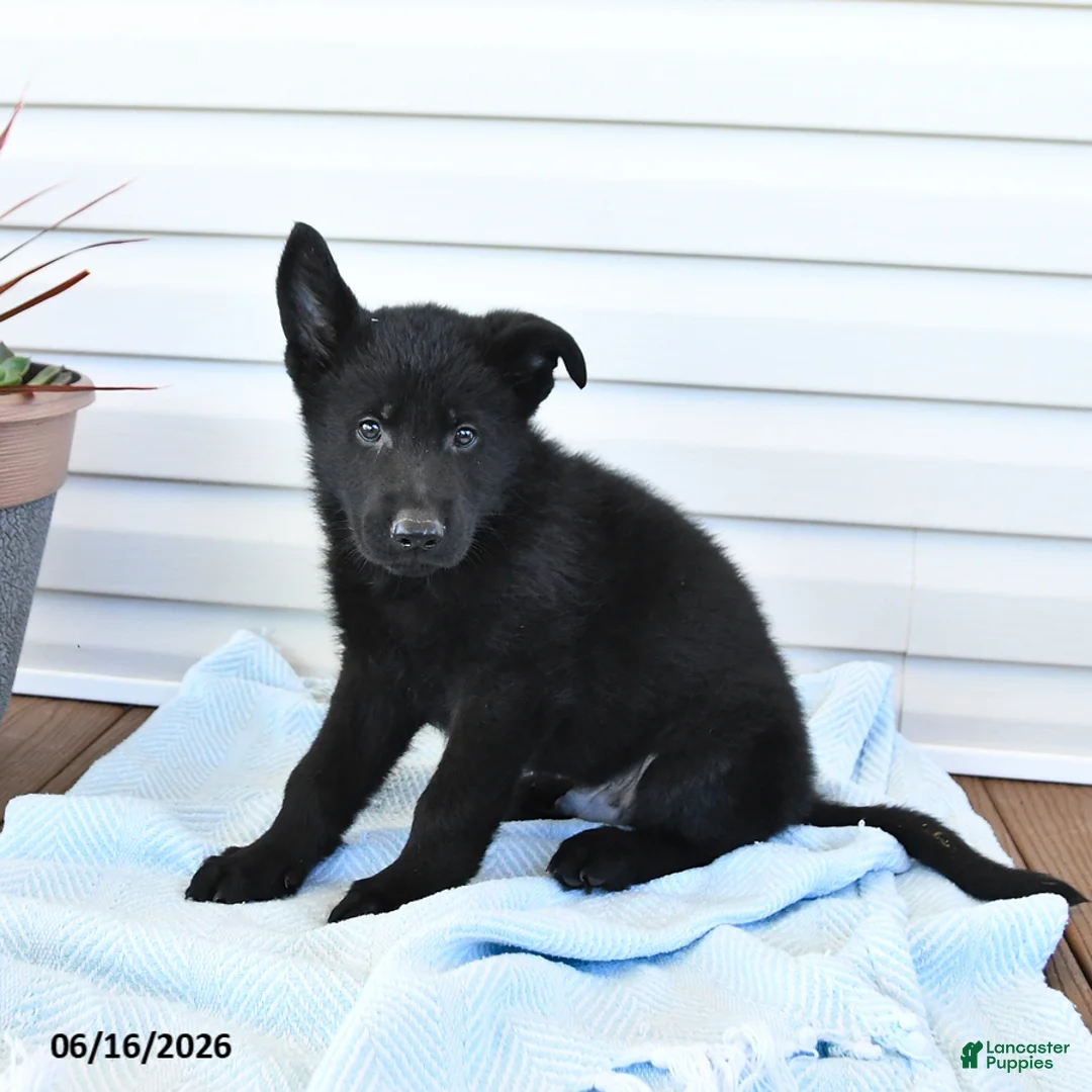 German Shepherd dogs for sale: Caspian - Ad 3