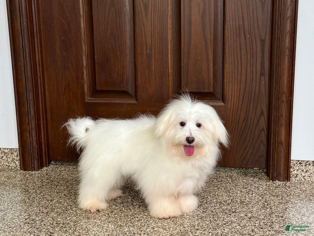 Coton De Tulear dogs for sale: Jj - Ad 8