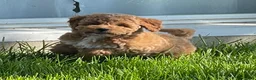 Mini Goldendoodle dogs for sale: Sadie Mini Goldendoodle Puppy  - Ad 3