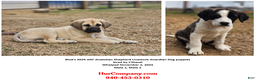 Anatolian Shepherd dogs for sale: AKC Blue M1 ASD puppy - Ad 27