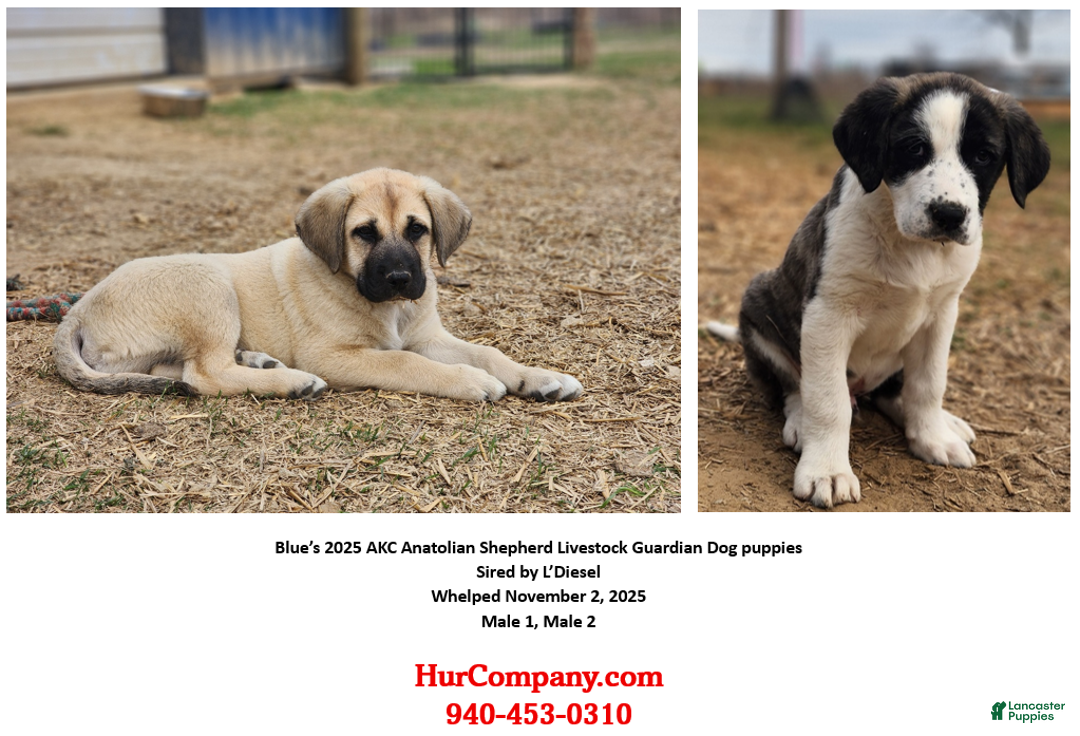 Anatolian Shepherd dogs for sale: AKC Blue M1 ASD puppy - Ad 27