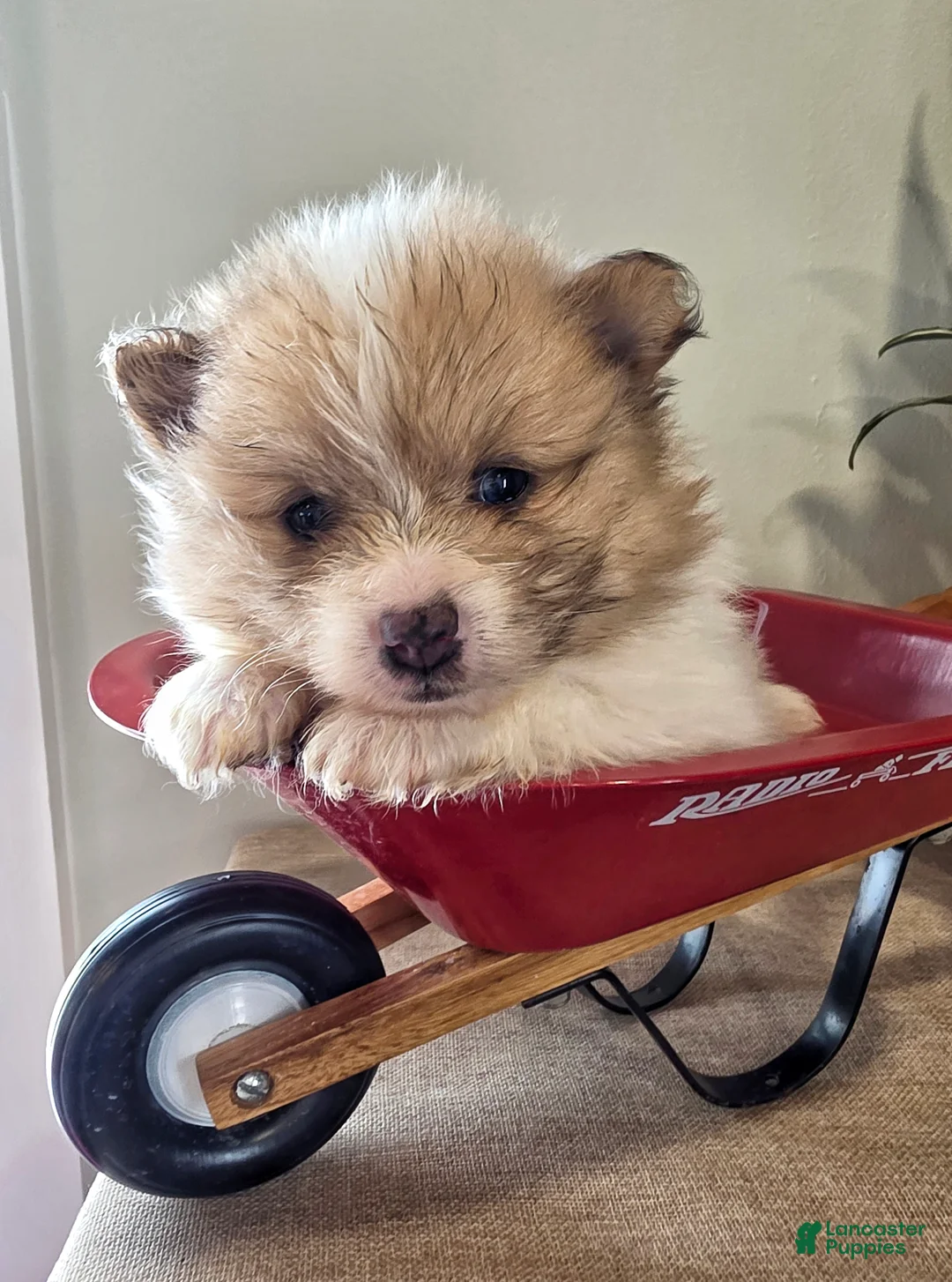 Pomeranian dogs for sale: Cleo - Ad 1