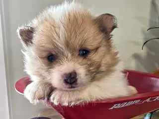 Pomeranian dogs for sale: Cleo - Ad 2