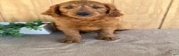 Goldendoodle dogs for sale: Gavin - Ad 3