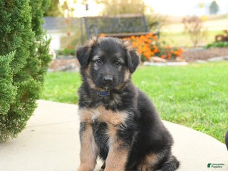 Mixed Breed dogs - Ad 2