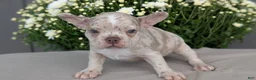 Frenchton dogs for sale: Stella - Ad 9