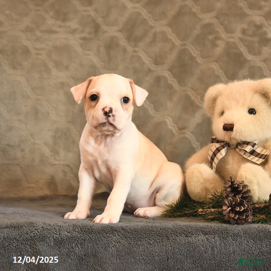 Boston Terrier dogs Goldi  - Ad 12