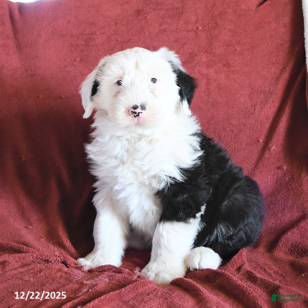 Old English Sheepdog dogs for sale: Moses - Ad 1
