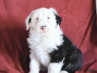 Old English Sheepdog dogs Moses - Ad 14