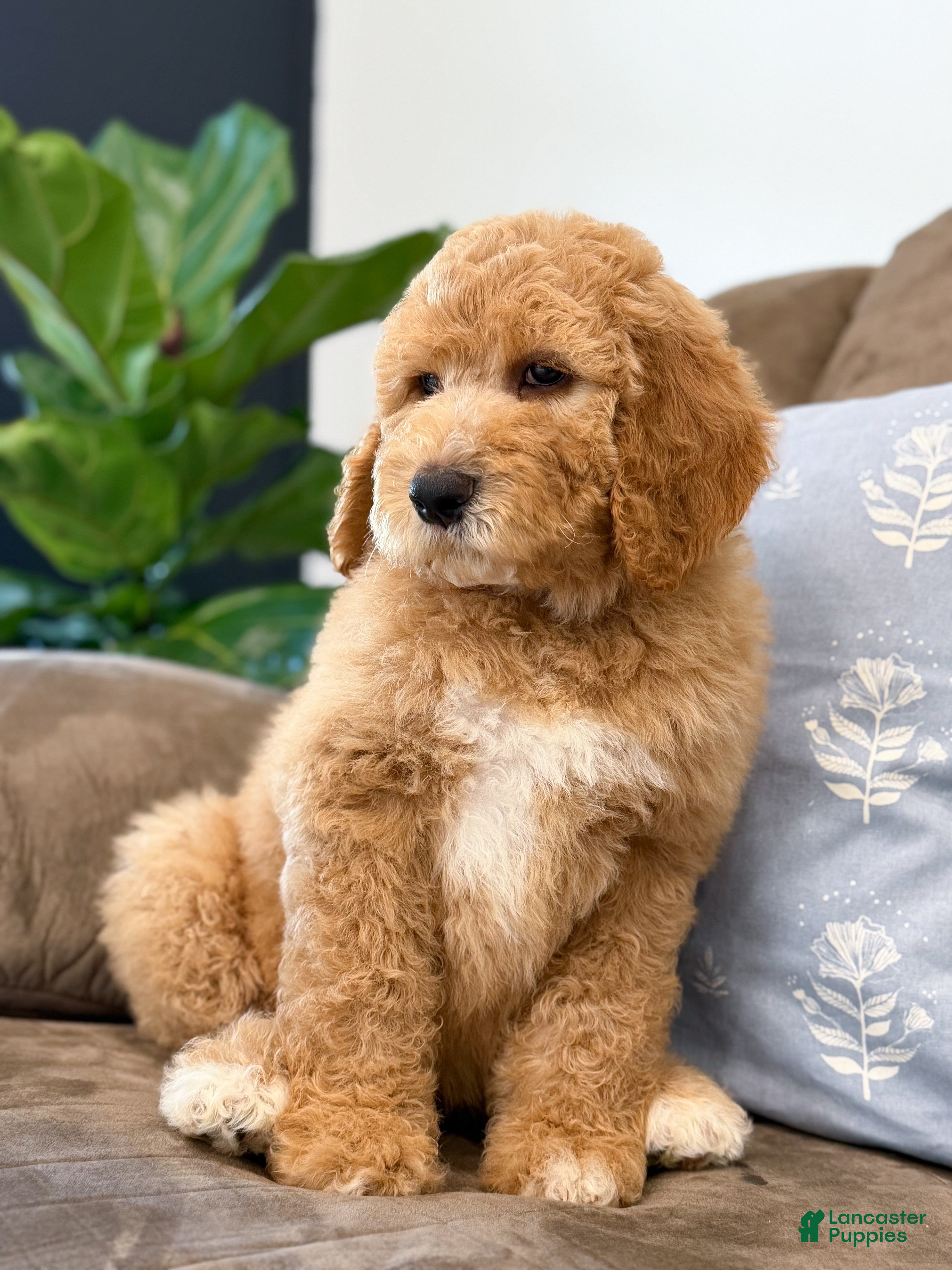 Goldendoodle dogs Raleigh - Ad 1