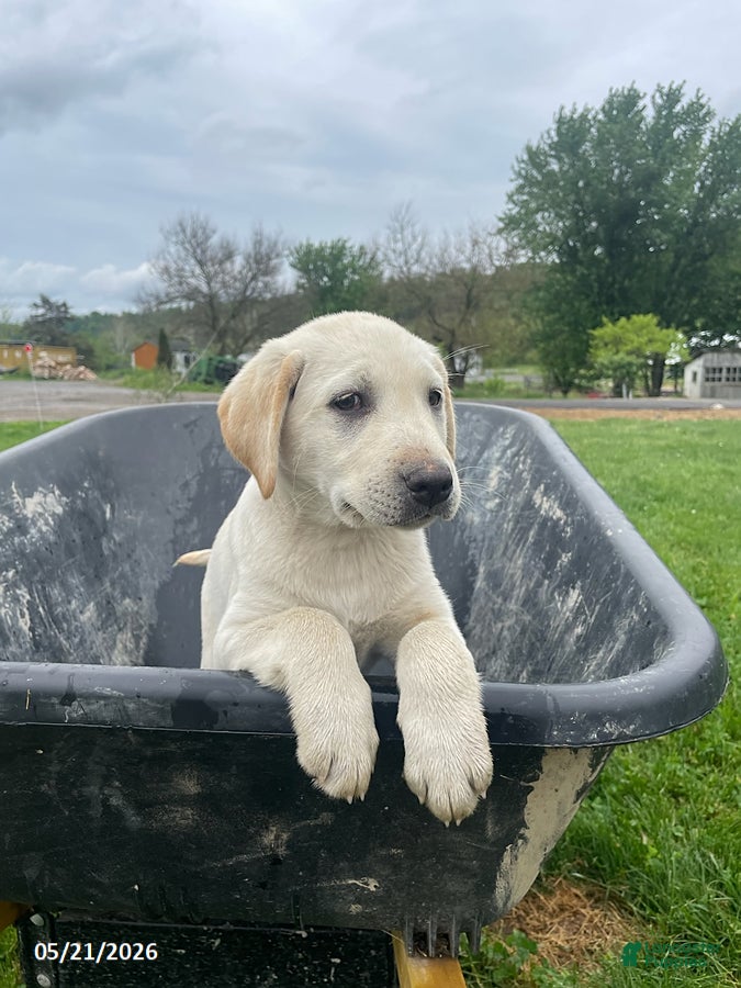 Labrador Retriever dogs Flora - Ad 20