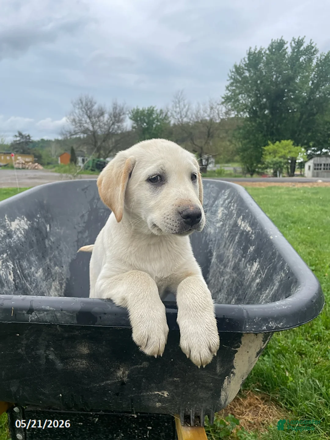 Labrador Retriever dogs for sale: Flora - Ad 1