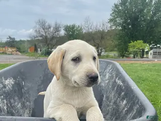 Labrador Retriever dogs Flora - Ad 20