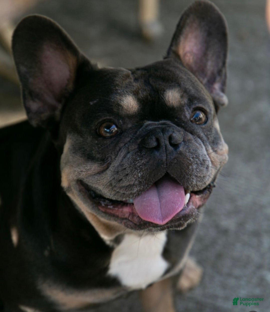 Gallery Image {{count}}