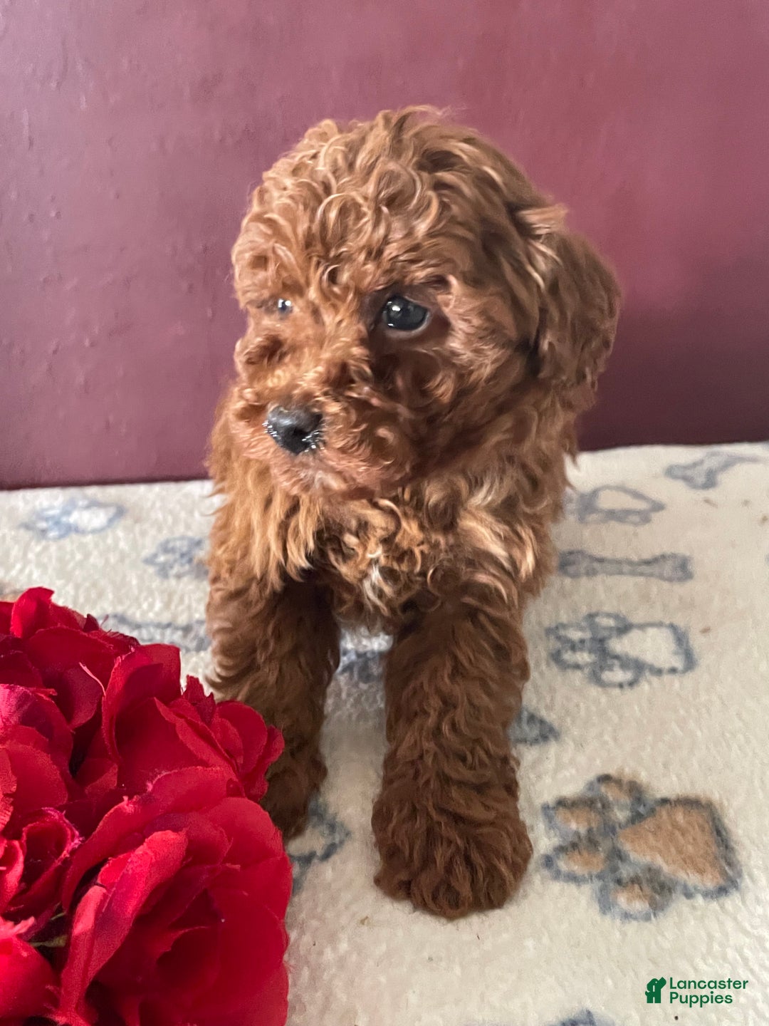 Toy Poodle dogs for sale: Chip - Ad 3