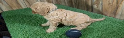 Cavapoo dogs for sale: Jazzy Boy 4 - Ad 3