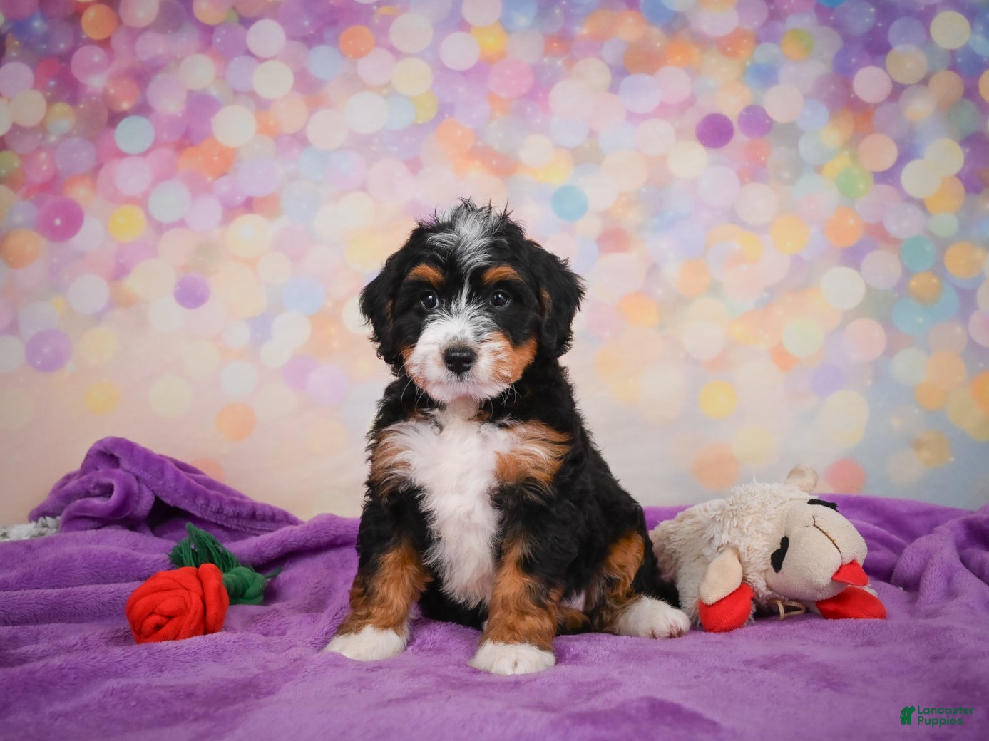 Mini Bernedoodle dogs Sandy - Ad 2