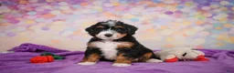 Mini Bernedoodle dogs for sale: Sandy - Ad 2