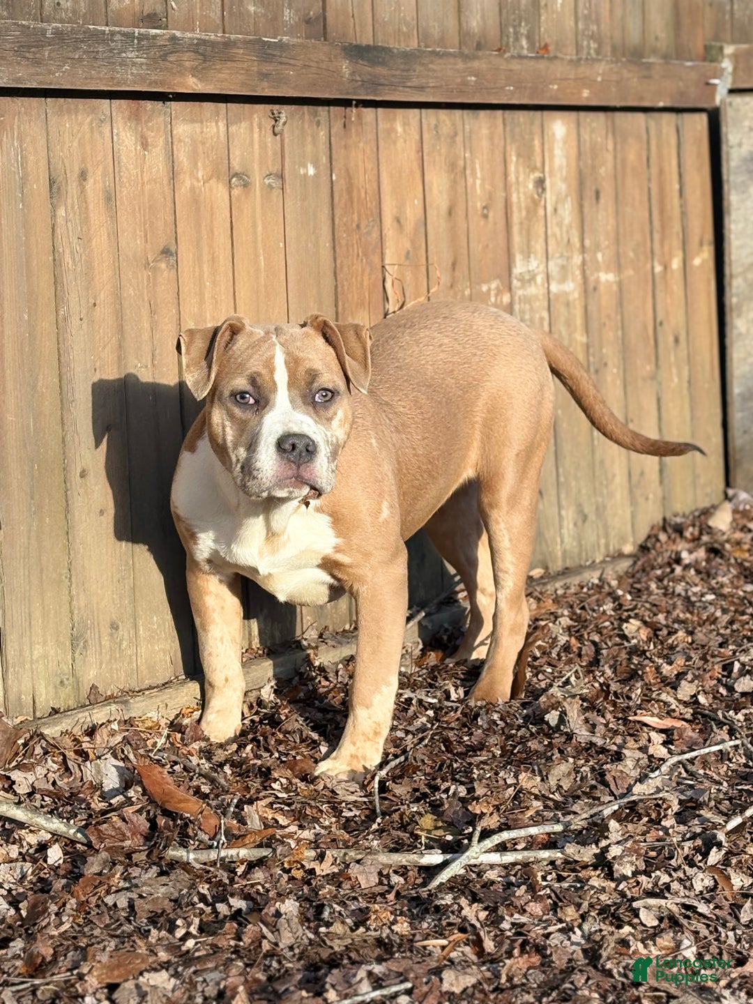 American Bully dogs for sale: Xena - Ad 4