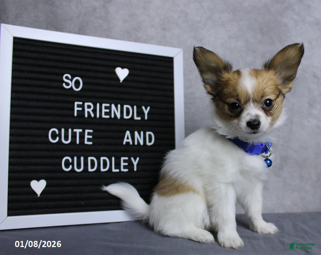 Papillon dogs for sale: Nipper - Ad 19